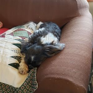 Meet your Posher, Linds